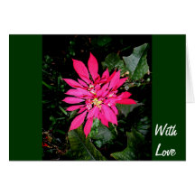 Pointsettia 5 cartao
