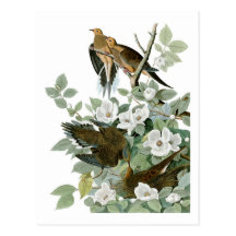 Pomba de lamentação do pombo de John James Audubon Cartão Postal