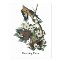 Pomba de lamentação, John Audubon Cartão Postal