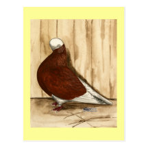 Pombo calvo de Shortfaced do inglês Cartoes Postais