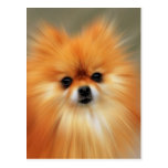 Pomeranian Cartão Postal