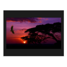 Por do sol de Serengeti Cartoes Postais
