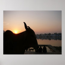 Por do sol de Udaipur Pôsteres