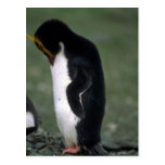 Posição do pinguim do macarrão ereta cartao postal