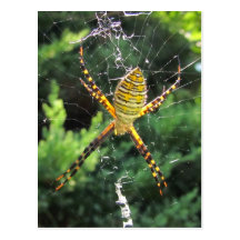 Postcsrd unido do ~ da aranha de jardim cartoes postais