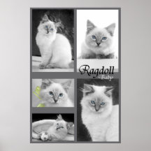 poster 2 do bebê do ragdoll