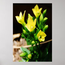 Poster amarelo da flor