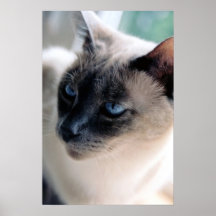 Poster arisco do gato Siamese