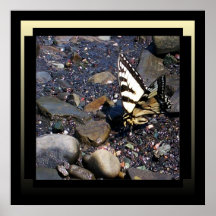 Poster bonito da borboleta