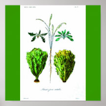 Poster-Botanicals-Alfaces 2