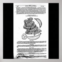 Poster-Botanicals-Bananas