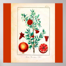 Poster-Botanicals-Fruta