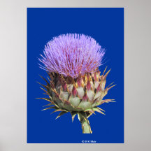 Poster - cardo