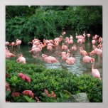 Poster cor-de-rosa do flamingo