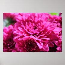 poster cor-de-rosa dos crisântemos