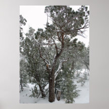 Poster da árvore de floresta