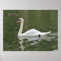 Poster da cisne da natação