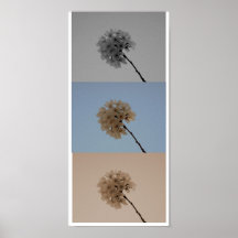 Poster da flor