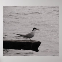 Poster da fotografia da gaivota