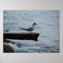 Poster da fotografia da gaivota