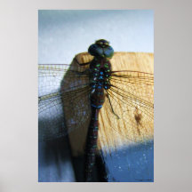 Poster da fotografia da libélula