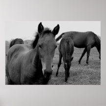 poster da fotografia dos cavalos