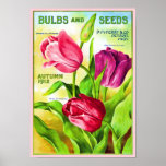 Poster da ilustração do catálogo dos bulbos da tul
