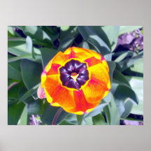 Poster da tulipa 1 do copo da flor