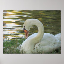 Poster de assento da cisne