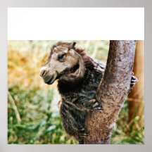 Poster de Camonkey