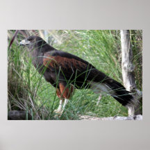 Poster de Eagle