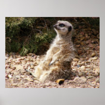 Poster de Meerkat 2