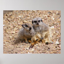 Poster de Meerkat 3