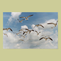 Poster de muitas gaivotas posters