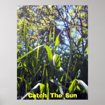 Poster de The Sun da captura
