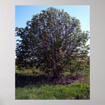 Poster de UnbeTREEvable
