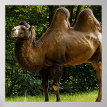 Poster do camelo dois Humped