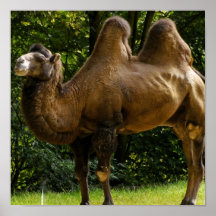 Poster do camelo dois Humped
