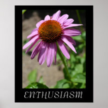 Poster do Echinacea do entusiasmo