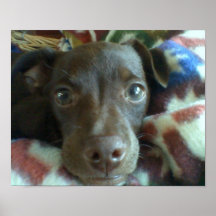 Poster do filhote de cachorro da chihuahua