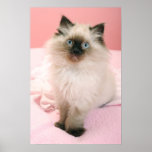 poster do gatinho do ragdoll