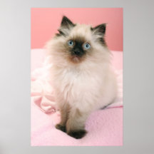 poster do gatinho do ragdoll