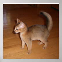 Poster do gato