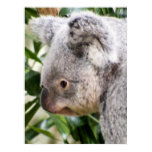 Posters Animal Posters