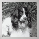 Poster do Spaniel de Springer inglês