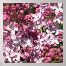 Poster dos Lilacs