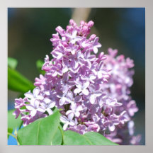 Poster dos Lilacs da lavanda