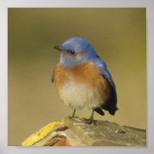Poster ocidental do Bluebird 2