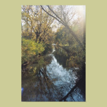 Poster refletindo das árvores da água posters