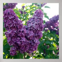Poster roxo bonito dos Lilacs